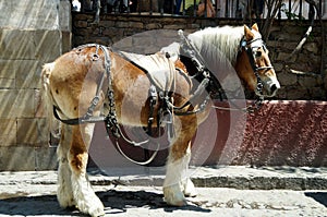 Perchero Horse in MÃÂ©xico photo