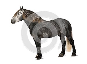 Percheron, 5 years old, a breed of draft horse photo