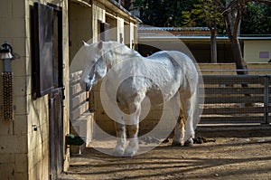 The Percheron is a breed of draft horse