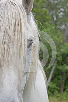 Percheron Draft Horse Half Face photo