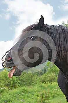 Percheron Draft Horse Making A Funny Face