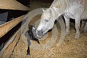 Percheron Draft Horses, a French Breed, Mare and New born Foal