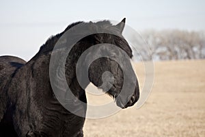 Percheron horse photo