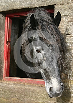 Percheron Horse