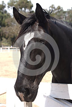 Percheron Horse photo