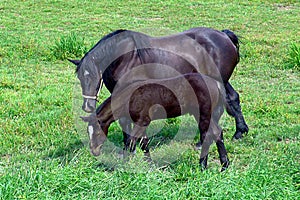 Percheron Horse With Her Foal