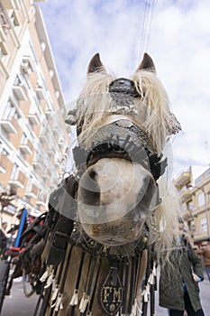 Percheron horse in the street