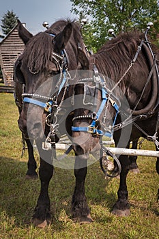 Percheron Horses photo