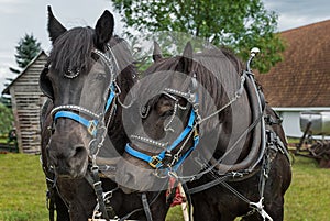 Percheron Horses Rub Heads