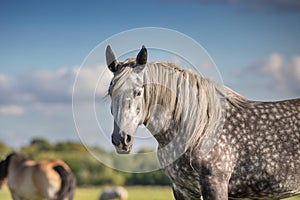 Percheron mare close up