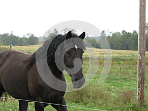 Percheron Mare in a field photo