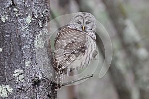 Perching Barred Owl