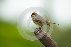 Perching bird