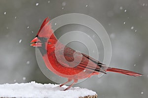 Perching Cardinal