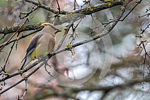 Perching Cedar Waxwing