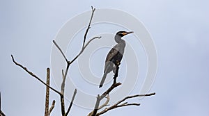 Perching Cormorant on Dead Tree Branch Against Clear Sky