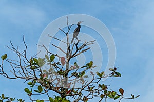 Perching Cormorant on Tree Branch Wide Angle View