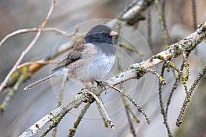 Perching Dark-eyed Junco