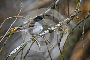 Perching Dark-eyed Junco