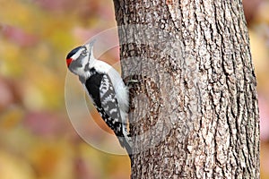 Perching Downy Woodpecker in Fall