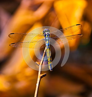 Perching dragonfly
