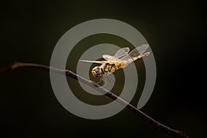 Perching dragonfly