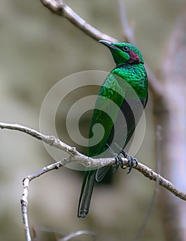 Perching Emerald Starling