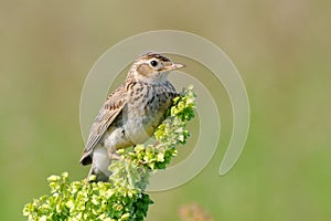 Perching Eurasian Skylark