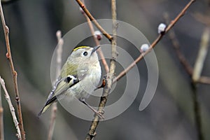 Perching Goldcrest in early spring