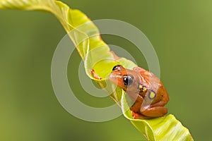 Perching golden sedge frog