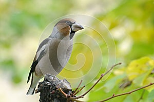 Perching hawfinch in autumn