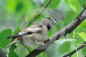 Perching Hawfinch in summer