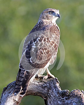 Perching Hawk