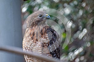 Perched Hank Looking to the Right