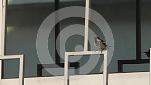 Perching house sparrow chirping in urban area, static view