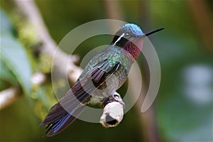 Posarse colibrí 