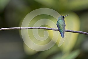 Perching hummingbird