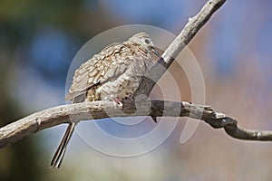 Perching Inca Dove, Columbina inca