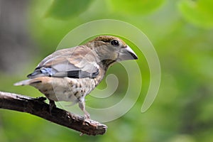 Perching juvenile Hawfinch among green leaves