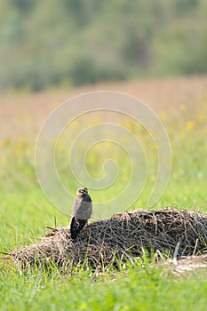 Perching juvenile Montagus harrier at the meadow