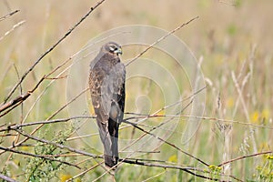 Perching juvenile Montagus harrier at the meadow