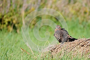 Perching juvenile Montagus harrier at the meadow