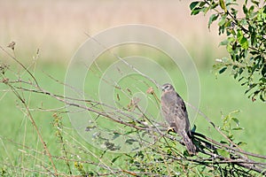 Perching juvenile Montagus harrier at the meadow