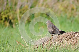 Perching juvenile Montagus harrier at the meadow