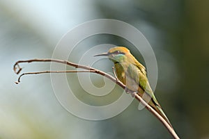 Perching Little Green Bee-eater in Goa, India