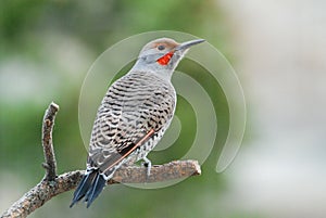Perching male northern flicker