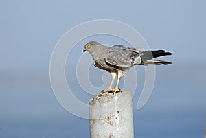 Perching Montagu Harrier