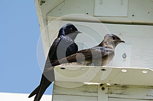 Perching Pair Of Purple Martins