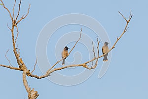 Perching Red-Vented Bulbuls