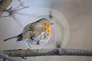 Perching Robin in winter